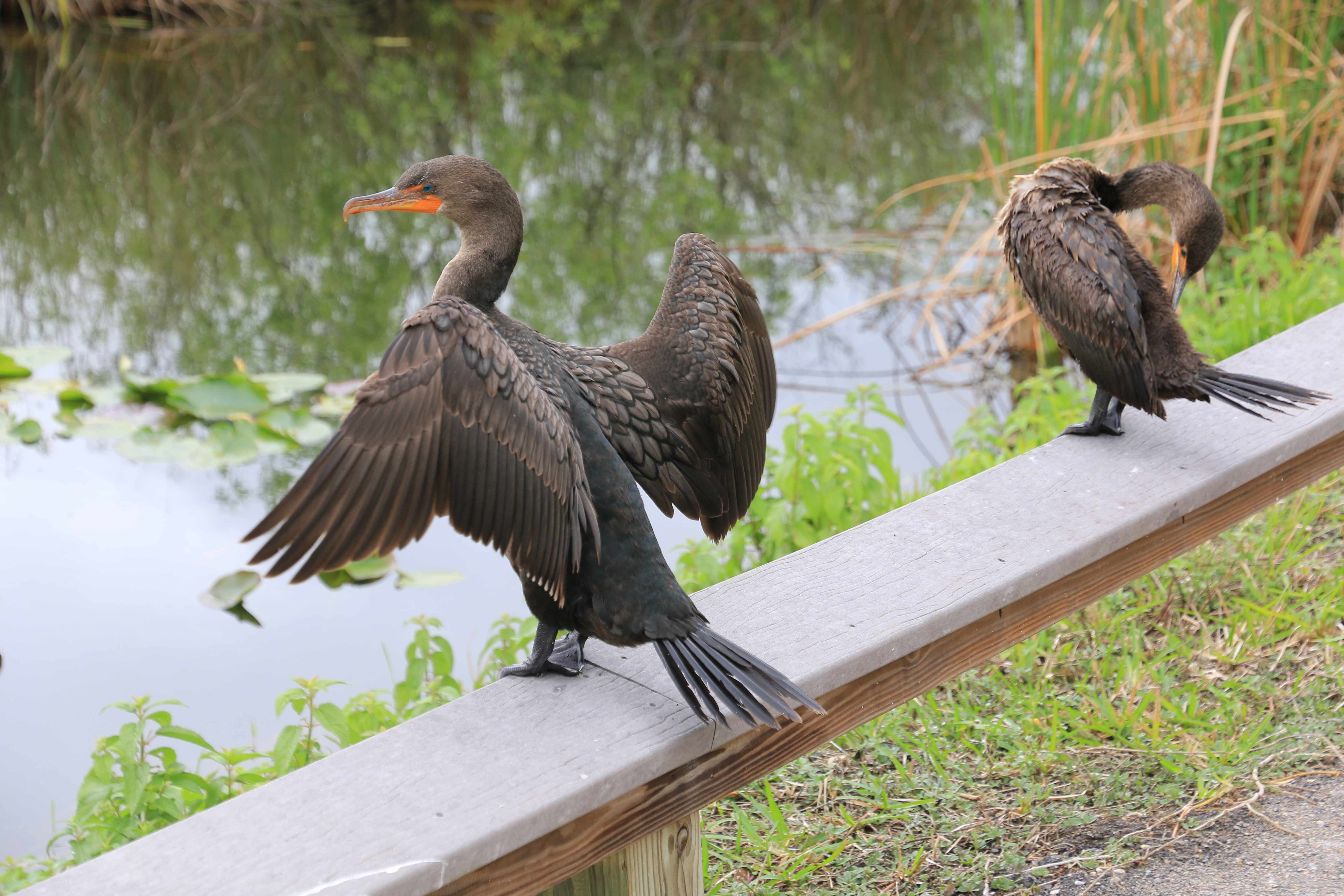 Cormorant does the same!